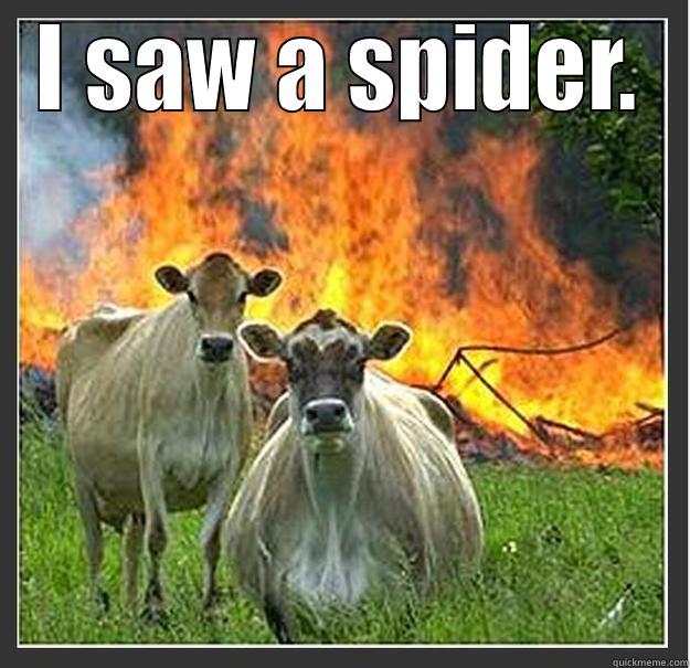 I SAW A SPIDER.  Evil cows