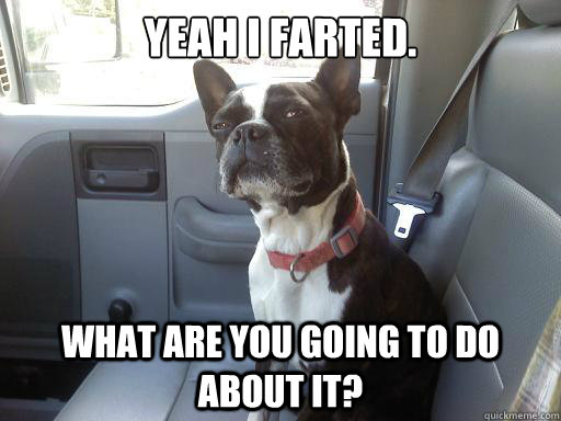 Yeah I farted. What are you going to do about it?  boston terrier