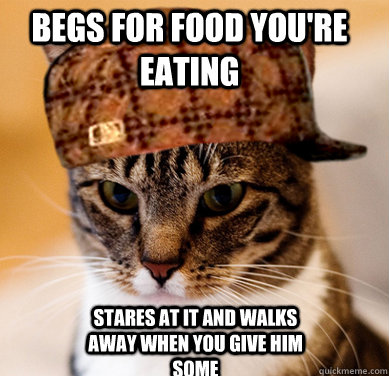 Begs for food you're eating Stares at it and walks away when you give him some  Scumbag Cat