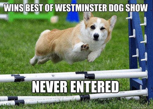 Wins best of westminster dog show Never entered  Ridiculously Photogenic Dog
