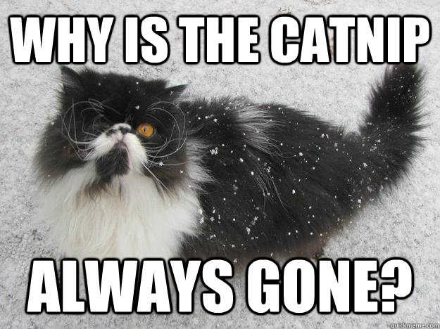 Why is the catnip always gone? - Why is the catnip always gone?  pirate cat