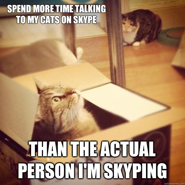 Spend more time talking to my cats on skype Than the actual person I'm skyping  Cats wife