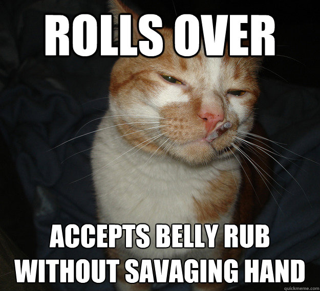 rolls over  accepts belly rub without savaging hand  Cool Cat Craig