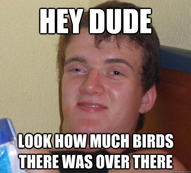 Hey dude Look how much birds there was over there  10 Guy