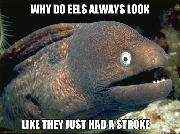 Why do eels always look Like they just had a stroke  Bad Joke Eel