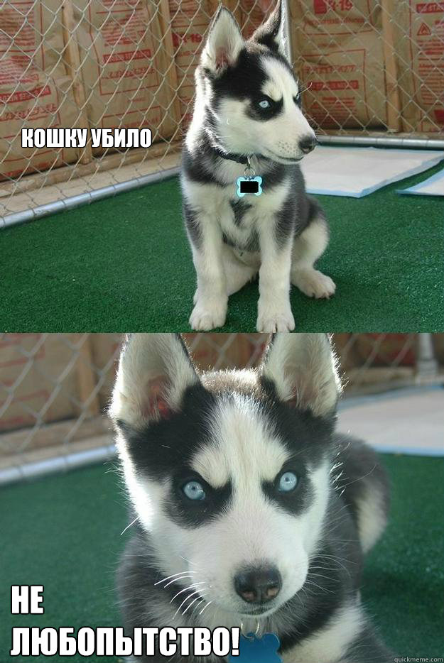 кошку убило НЕ
ЛЮБОПЫТСТВО!  Insanity puppy
