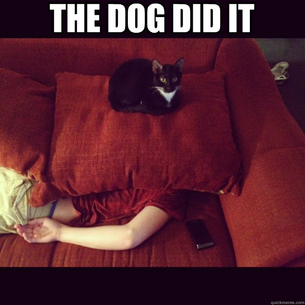 THe Dog did it   jealous cat