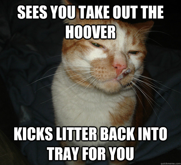 Sees you take out the hoover kicks litter back into tray for you  Good Guy Cat