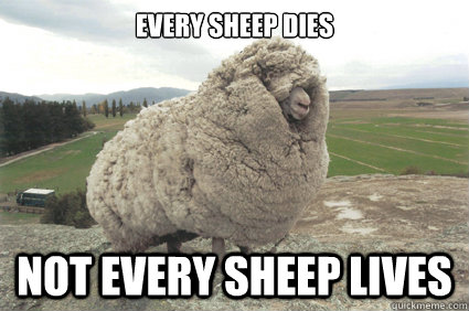 Every sheep dies Not every sheep lives  Shrek the Sheep