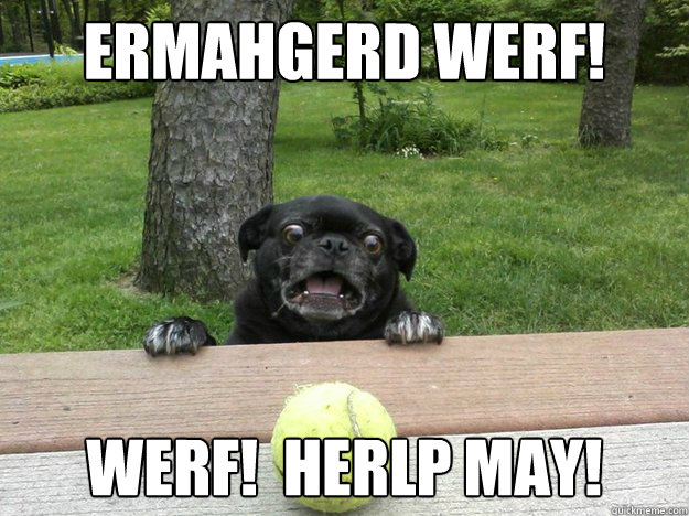 Ermahgerd werf! werf!  herlp may!  Berks Dog