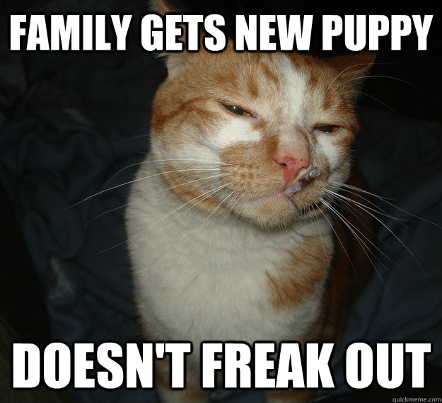 family gets new puppy doesn't freak out - family gets new puppy doesn't freak out  Cool Cat Craig