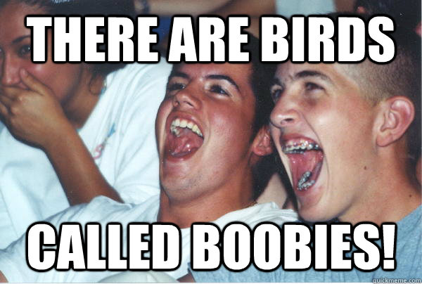 There are birds Called boobies!  Immature High Schoolers