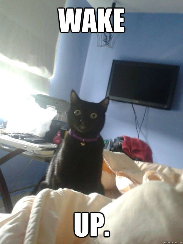 Wake Up. - Wake Up.  overly attached cat