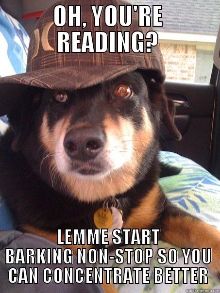 OH, YOU'RE READING? LEMME START BARKING NON-STOP SO YOU CAN CONCENTRATE BETTER Scumbag dog