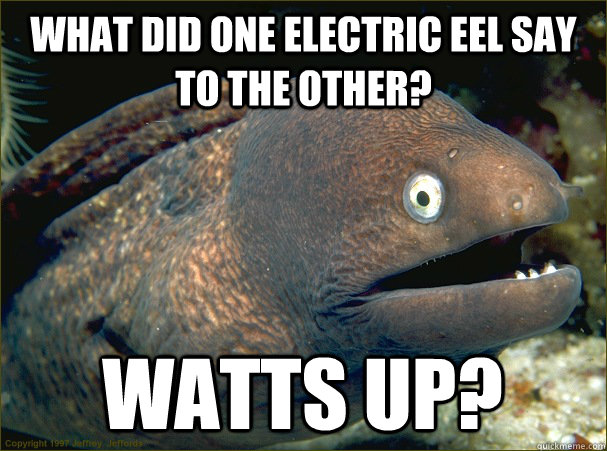 what did one electric eel say to the other? watts up?  Bad Joke Eel