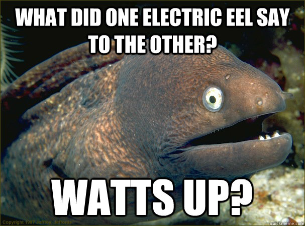 What did one electric eel say to the other? Watts up?  Bad Joke Eel