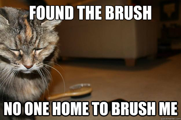 Found the brush no one home to brush me - Found the brush no one home to brush me  First World Cat Problems