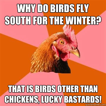 Why do birds fly south for the winter? That is birds other than chickens, lucky bastards! - Why do birds fly south for the winter? That is birds other than chickens, lucky bastards!  Anti-Joke Chicken