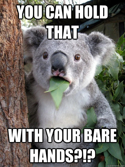 you can hold that with your bare hands?!? - you can hold that with your bare hands?!?  Surprised Koala