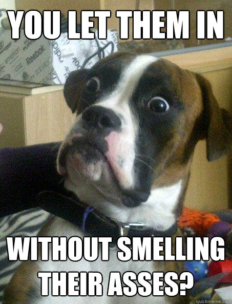 You let them in without smelling their asses?  Surprised Dog