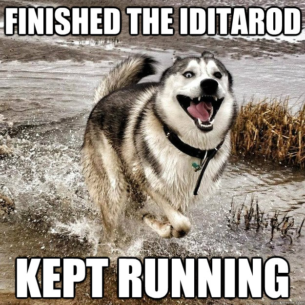 finished the iditarod kept running - finished the iditarod kept running  Happiest Dog In The World