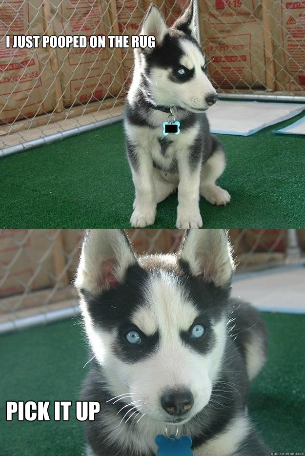 i just pooped on the rug


 
pick it up  Insanity puppy