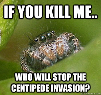if you kill me.. who will stop the centipede invasion?  Misunderstood Spider