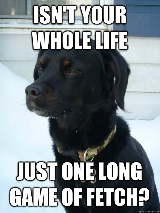 Isn't your whole life Just one long game of fetch? - Isn't your whole life Just one long game of fetch?  Philosophical Puppy