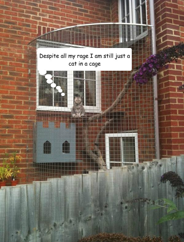 Despite all my rage I am still just a cat in a cage Cat In a Cage