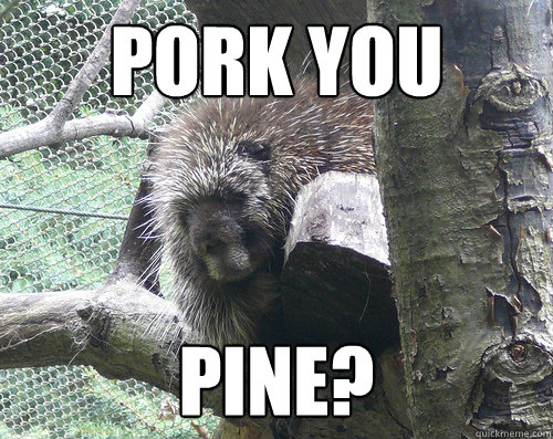 pork you pine? - pork you pine?  Post break up porcupine