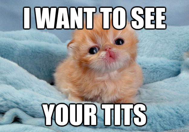 i want to see your tits - i want to see your tits  Cute pervert kitty