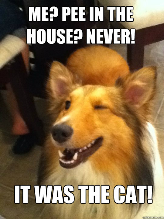 ME? PEE IN THE HOUSE? NEVER! IT WAS THE CAT!  implying dog