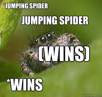 *Jumping spider (wins) jumping spider *wins - *Jumping spider (wins) jumping spider *wins  Misunderstood Spider
