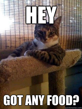 HEY  got any food?  The Most Interesting Cat in the World