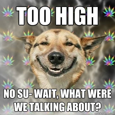 too high no su- wait, what were we talking about?  Stoner Dog
