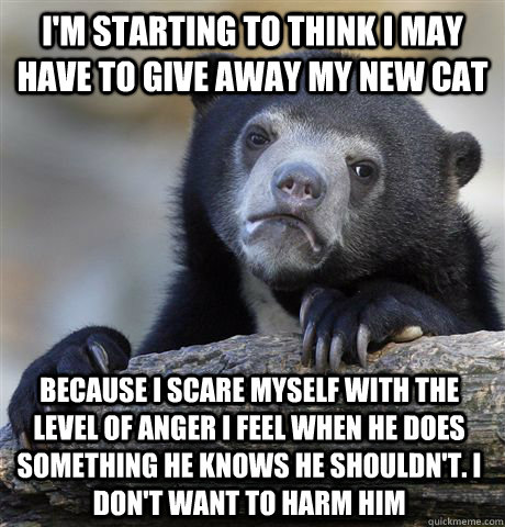 I'm starting to think I may have to give away my new cat Because I scare myself with the level of anger I feel when he does something he knows he shouldn't. I don't want to harm him  Confession Bear