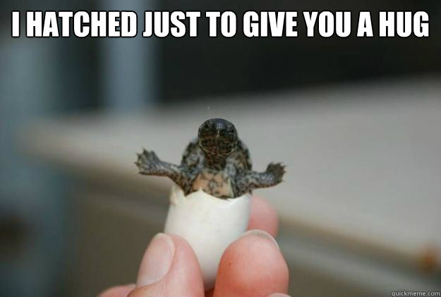I hatched just to give you a hug   Badass Baby Turtle