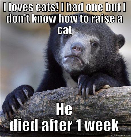 I LOVES CATS! I HAD ONE BUT I DON'T KNOW HOW TO RAISE A CAT HE DIED AFTER 1 WEEK Confession Bear
