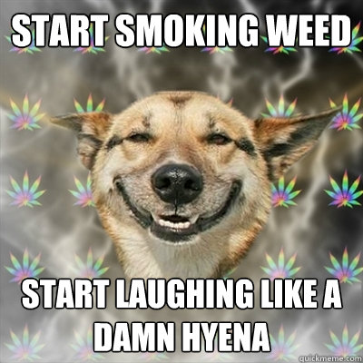 Start smoking weed  Start laughing like a damn Hyena   Stoner Dog