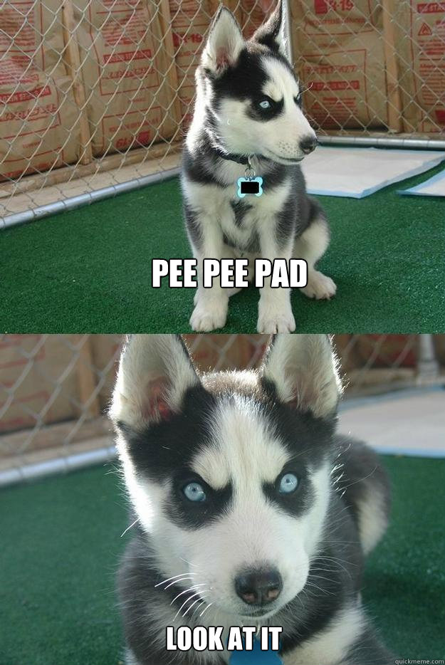 pee pee pad look at it  Insanity puppy