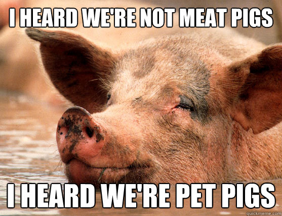 i heard we're not meat pigs i heard we're pet pigs  Stoner Pig