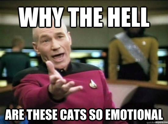 Why the hell are these cats so emotional    Annoyed Picard HD