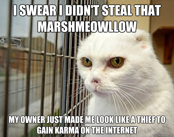 I swear i didn't steal that marshmeowllow my owner just made me look like a thief to gain karma on the internet - I swear i didn't steal that marshmeowllow my owner just made me look like a thief to gain karma on the internet  Jail Cat