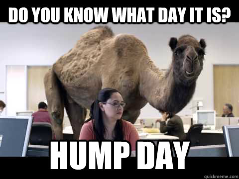 Do you know what day it is? Hump day  Hump Day Camel