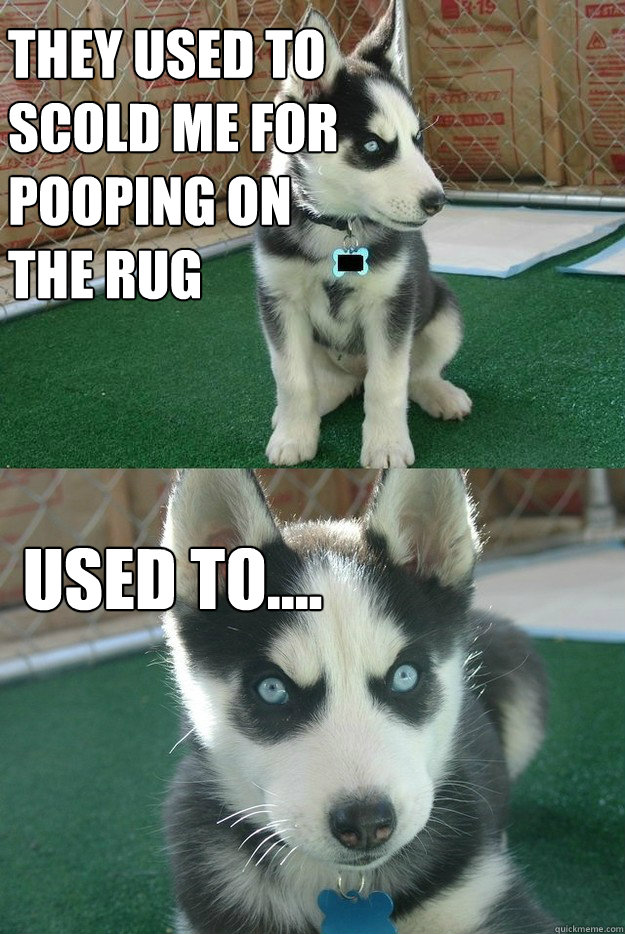 They used to scold me for pooping on the rug Used to....  Insanity puppy