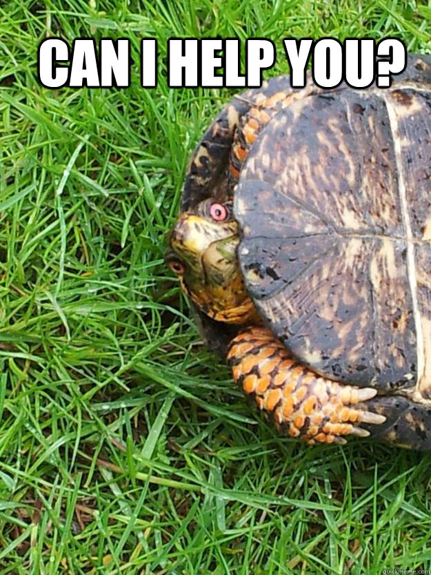 Can I help you?  disturbed turtle