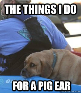 The things I do for a pig ear  Emo Dog