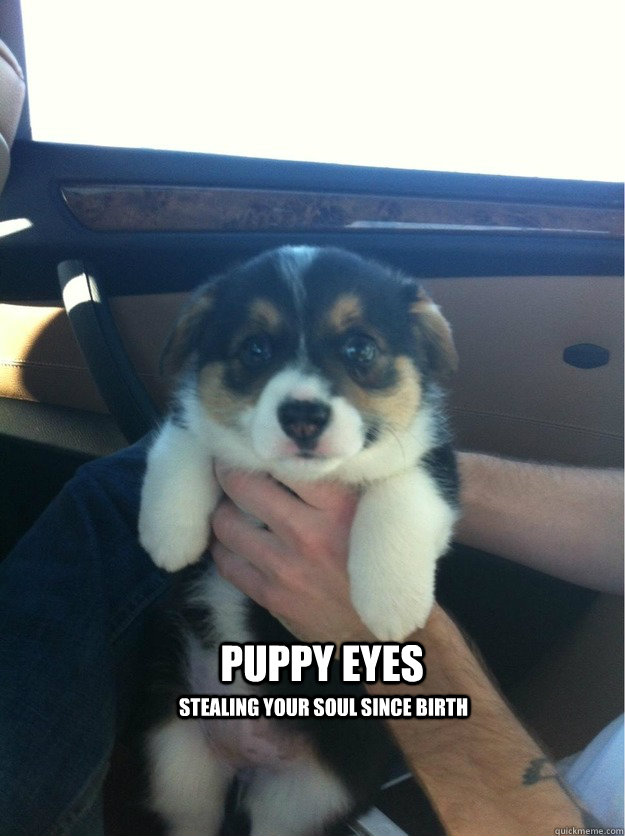 Puppy Eyes Stealing your soul since birth  