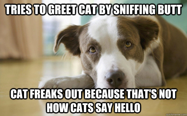 Tries to greet cat by sniffing butt Cat freaks out because that's not how cats say hello - Tries to greet cat by sniffing butt Cat freaks out because that's not how cats say hello  Misunderstood Dog