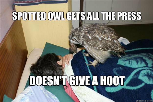 
spotted owl gets all the press 
doesn't give a hoot - 
spotted owl gets all the press 
doesn't give a hoot  Good Guy Owl